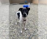 Small American Pit Bull Terrier-Siberian Husky Mix