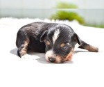 Small Photo #1 Miniature Australian Shepherd Puppy For Sale in PALM COAST, FL, USA