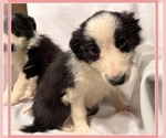 Small Photo #11 Border Collie Puppy For Sale in MOSIER, OR, USA