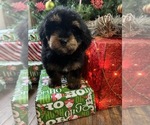 Small Photo #4 Miniature Bernedoodle-Poodle (Miniature) Mix Puppy For Sale in RICHMOND, IL, USA