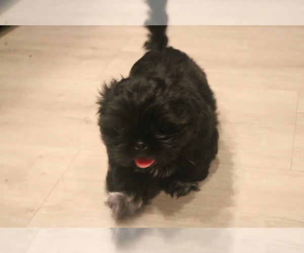 Medium Photo #3 Shih Tzu Puppy For Sale in FORT MYERS, FL, USA