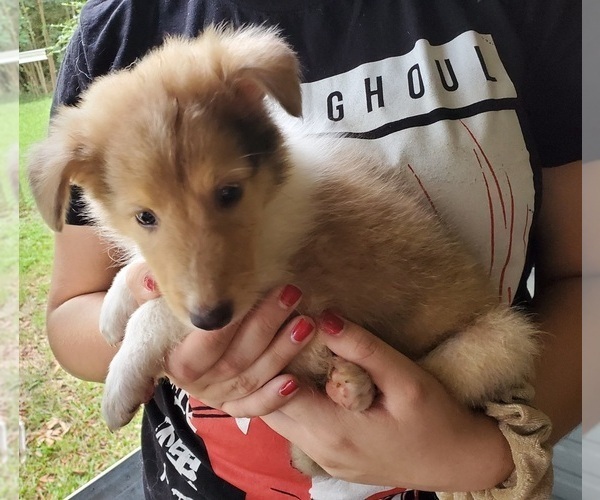 Medium Photo #7 Collie Puppy For Sale in BYRAM, MS, USA