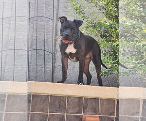 American Staffordshire Terrier-Labrador Retriever Mix Dogs for adoption in Chandler, AZ, USA