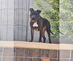 Small American Staffordshire Terrier-Labrador Retriever Mix