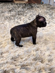 Faux Frenchbo Bulldog Puppy for sale in MARYSVILLE, WA, USA