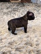 Small Faux Frenchbo Bulldog
