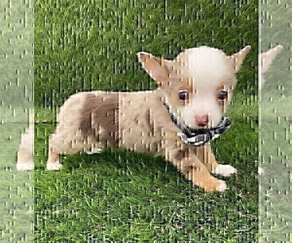 Medium Photo #15 Chihuahua Puppy For Sale in AVONDALE ESTATES, GA, USA
