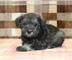 Small #1 Schnauzer (Miniature)