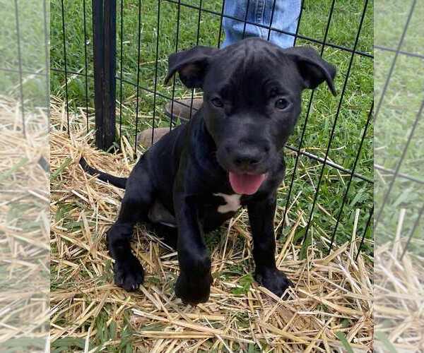 Medium Photo #3 American Pit Bull Terrier-American Staffordshire Terrier Mix Puppy For Sale in Wenonah, NJ, USA
