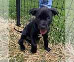 Small #2 American Pit Bull Terrier-American Staffordshire Terrier Mix
