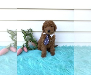 Goldendoodle-Poodle (Miniature) Mix Puppy for sale in ORLANDO, FL, USA