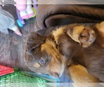 Small Photo #13 Aussiedoodle Puppy For Sale in GREENSBURG, PA, USA