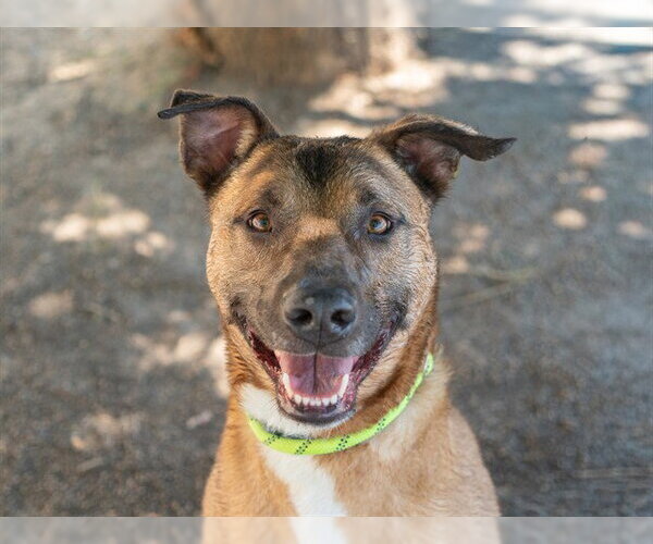 Medium Photo #6 German Shepherd Dog-Unknown Mix Puppy For Sale in Martinez, CA, USA