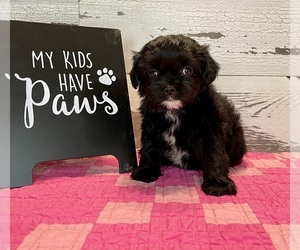 ShihPoo Puppy for sale in EL CAMPO, TX, USA