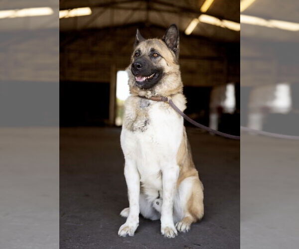 Medium Photo #6 Akita-German Shepherd Dog Mix Puppy For Sale in Pottstown, PA, USA