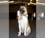 Small #5 Akita-German Shepherd Dog Mix