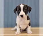 Small Dachshund Mix