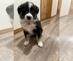 Puppy 6 Australian Shepherd