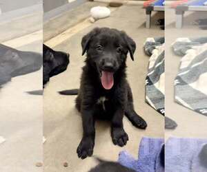 Border Collie-Unknown Mix Dogs for adoption in Cave Creek, AZ, USA