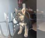 Small Photo #12 German Shepherd Dog Puppy For Sale in FENNVILLE, MI, USA