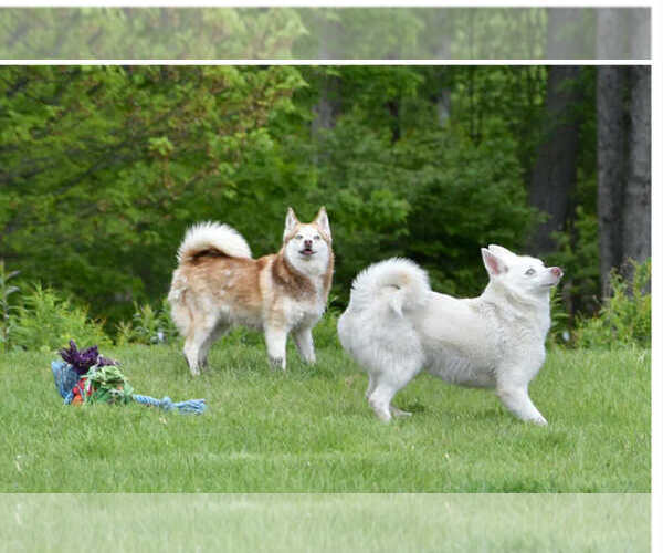 Medium Photo #3 Pomsky Puppy For Sale in Sterling, MA, USA