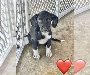 Mutt Dogs for adoption in Oak Bluffs, MA, USA