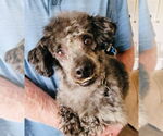 Small #1 Poodle (Miniature) Mix
