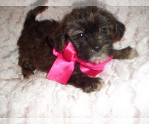 Medium Photo #1 Shorkie Tzu Puppy For Sale in JACKSON, MS, USA