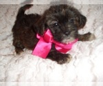 Small Photo #1 Shorkie Tzu Puppy For Sale in JACKSON, MS, USA