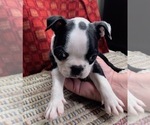 Puppy Alice Boston Terrier