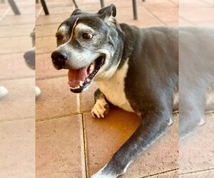 Marni - Female Boxer-Unknown Mix Dog for Adoption - Photo #6