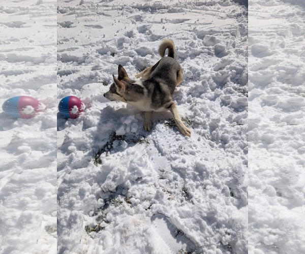 Medium Photo #7 Siberian Husky-Unknown Mix Puppy For Sale in Holly Springs, NC, USA