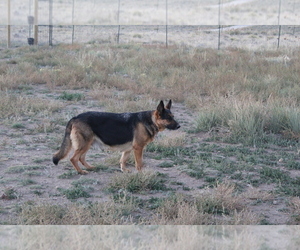 Mother of the German Shepherd Dog puppies born on 04/18/2021