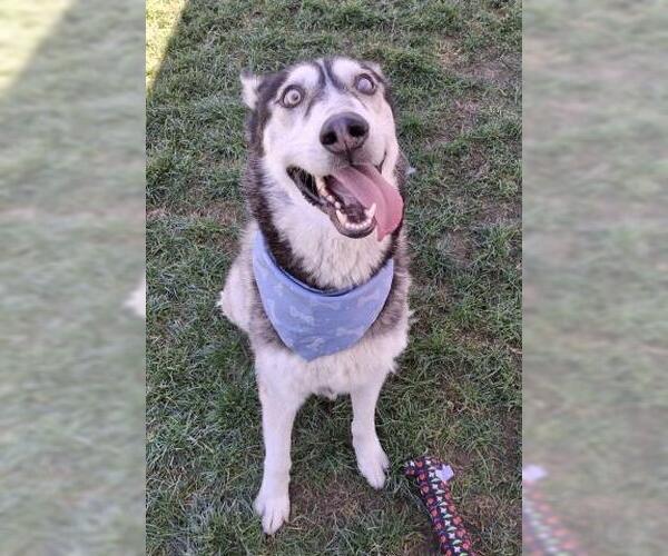 Medium Photo #1 Siberian Husky Puppy For Sale in Bakersfield, CA, USA