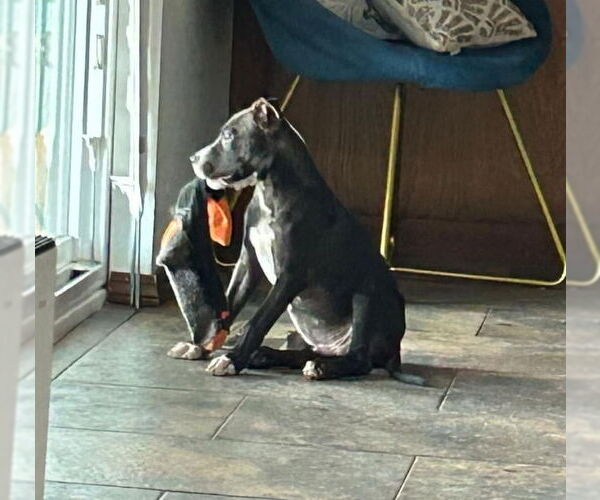 Medium Photo #15 American Pit Bull Terrier-Labrador Retriever Mix Puppy For Sale in OKLAHOMA CITY, OK, USA