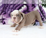 Small Photo #3 English Bulldog Puppy For Sale in SHILOH, OH, USA