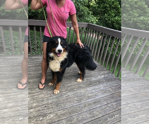 Medium Photo #1 Bernese Mountain Dog Puppy For Sale in HORSE SHOE, NC, USA