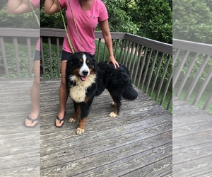 Father of the Bernese Mountain Dog puppies born on 06/10/2019