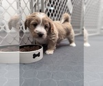 Small Photo #12 Poodle (Miniature)-Unknown Mix Puppy For Sale in CEDARTOWN, GA, USA