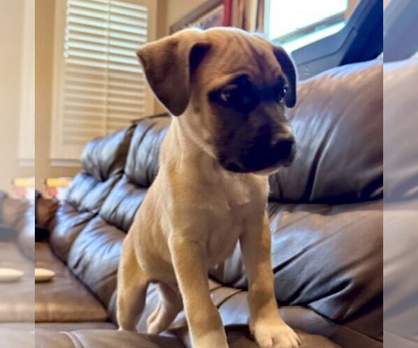 Medium Photo #3 American Staffordshire Terrier-Labrador Retriever Mix Puppy For Sale in San Juan Capistrano, CA, USA