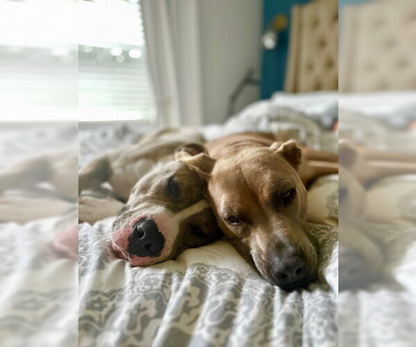 Medium Photo #5 American Pit Bull Terrier Puppy For Sale in Alexandria, VA, USA