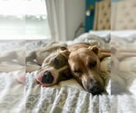 Small Photo #5 American Pit Bull Terrier Puppy For Sale in Alexandria, VA, USA