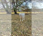 Small Photo #1 Great Pyrenees Puppy For Sale in WATTS, OK, USA