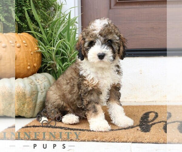Medium Photo #3 Cavapoo Puppy For Sale in NARVON, PA, USA