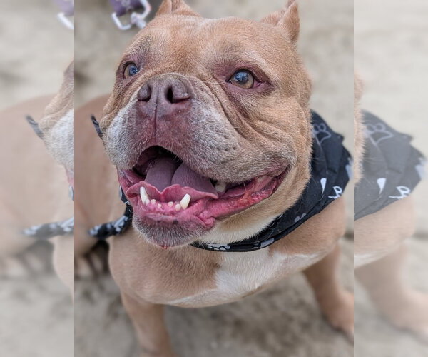 Medium Photo #3 Bulldog Puppy For Sale in Hillsboro, NH, USA