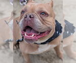 Small #2 Bulldog