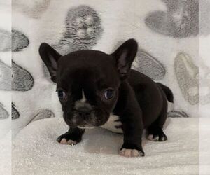 French Bulldog Puppy for sale in JOHNS ISLAND, SC, USA