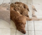 Small Photo #18 Golden Retriever Puppy For Sale in BEDFORD, TX, USA