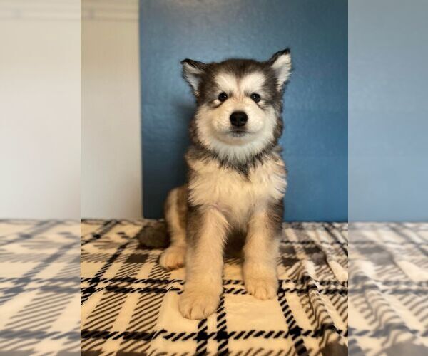 Medium Photo #5 Alaskan Malamute Puppy For Sale in WEST RICHLAND, WA, USA