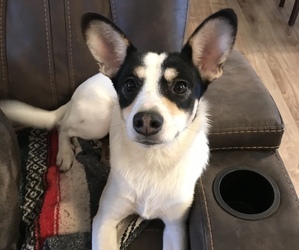 Border Collie-Rat Terrier Mix Puppy for sale in COLUMBUS, IN, USA